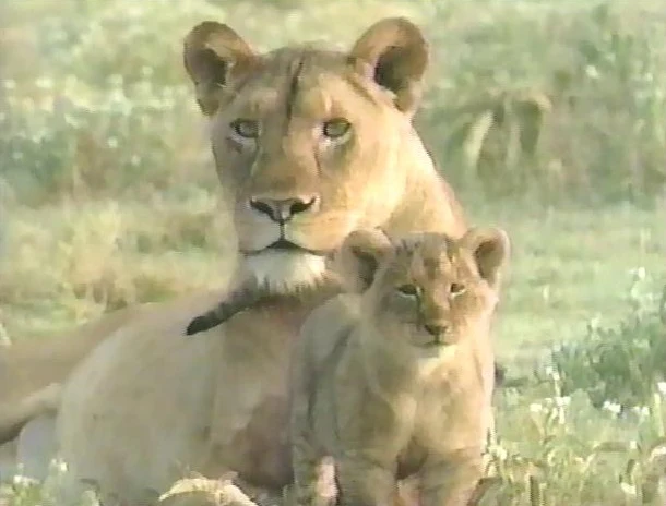 ABC WORLD OF DISCOVERY: LION - AFRICA'S KING OF THE BEASTS (ABC 12/29/94) James Brolin - Image 4