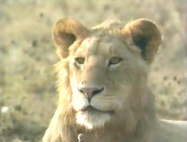 ABC WORLD OF DISCOVERY: LION - AFRICA'S KING OF THE BEASTS (ABC 12/29/94) James Brolin - Image 5