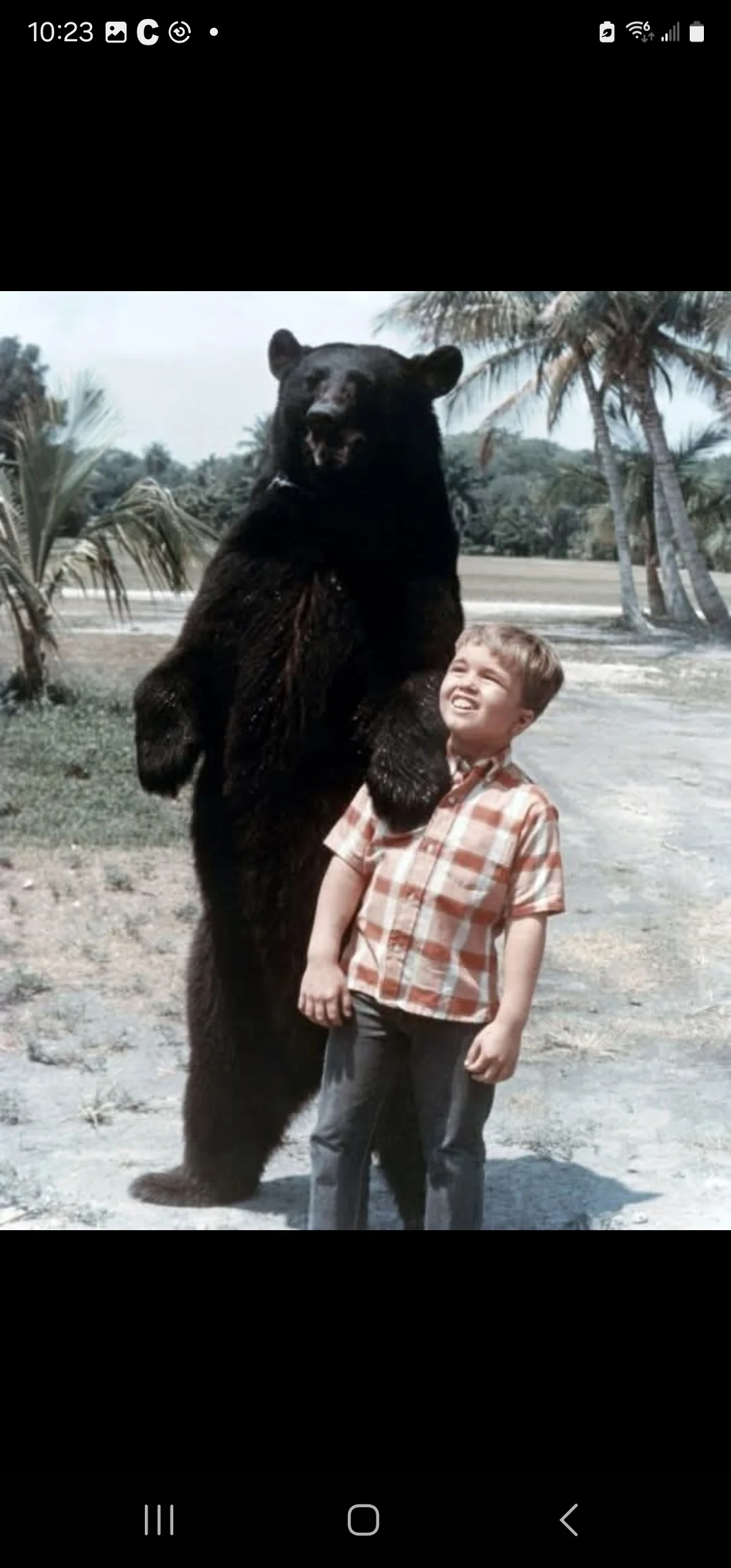 GENTLE BEN - THE COMPLETE SERIES + GENTLE GIANT MOVIE (CBS 1967-69) Dennis Weaver, Clint Howard, Beth Brickell, Rance Howard - Image 8