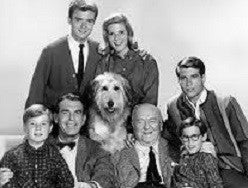 MY THREE SONS - THE COLLECTION  (ABC/CBS 1960-72) Fred MacMurray, Tim Considine, Don Grady, Stanley Livingston, William Frawley, William Demarest, Barry Livingston, Tina Cole, Beverly Garland, Meredith MacRay, Ronne Troup, Dawn Lyn - Image 8